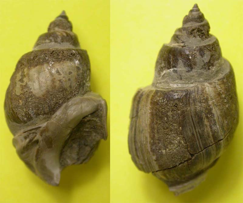 Babylonia caronis (Brongniart, 1823) - Oligocene inf.